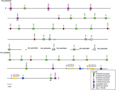 Comparative Analysis of the TRB Locus in the Camelus Genus